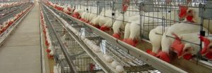Poultry016