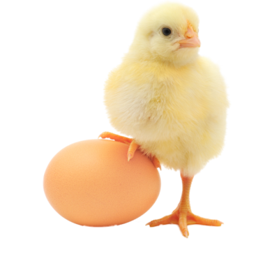 chick