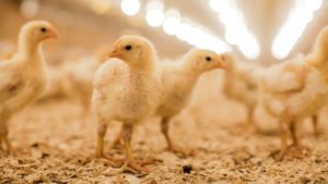poultry001
